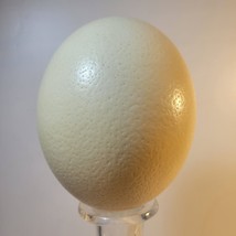 Ostrich Egg Shell Single 2 Holes for Craft Decor 5&quot;W 6.25&quot;H ~ Nice Spots - £15.69 GBP