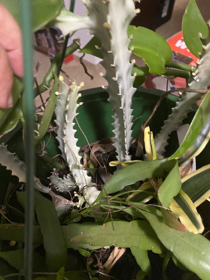 rooted Euphorbia Lactea White Ghost Variegated Dragon Bone Cactus pick size - $23.39+