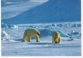 Canada Postcard Polar Bears - $2.06