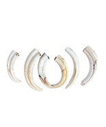 Warthog Tusks- 6 Real Warthog tusks - 6 Real African Warthog Teeth ($18.... - €93,73 EUR