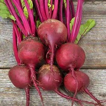 Babybeat Beets Heirloom Seeds Early Variety Open Pollinated Container Vegetable  - £8.26 GBP