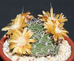Echinopsis ssp rossii lobivia cactus rare seed 20 SEEDS - £7.18 GBP