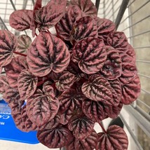 Pepperomia Red Beauty Starter Plant 2 Plants Fresh Garden - $39.00