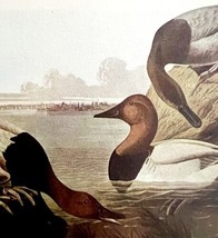 Canvas Back Duck Bird 1950 Lithograph Print Audubon Nature First Edition... - £23.97 GBP