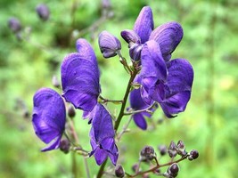 New Fresh Seeds Aconitum Napellus Aconite Blue Monkshood Monks Coule 10 Seeds - $23.90