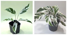 White Fusion Calathea Starter Plant plug Houseplant - £39.93 GBP