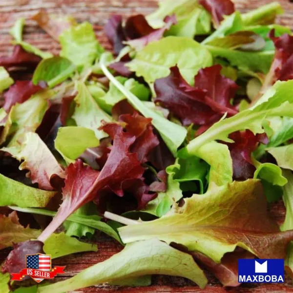 Lettuce 525 Seeds Mixed Greens Gourmet Mixture Non Gmo Heirloom Fresh Garden - £5.47 GBP