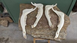 Elk jaw Bones Matching Pairs - £31.42 GBP