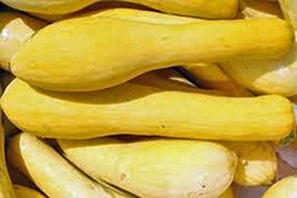 Squash Seeds, Early Prolific Straight Neck Squash, Heirloom, Organic, 500 Seeds - £5.63 GBP