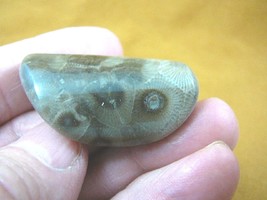 (F830-100) 1-3/4&quot; polished Petoskey stone fossil coral specimen MI state... - $21.49
