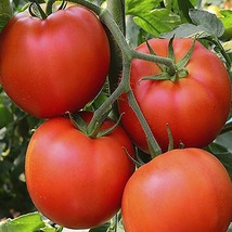 Floradade Tomato Seeds Gardening Fresh Usa Shipping - $6.78