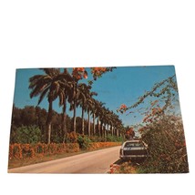 Postcard Majestic Royal Palms In Florida Chrome Posted - £5.20 GBP