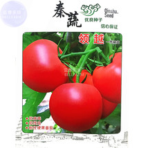 AQL (for greenhouse) Lingyue Pink Tomato Hybrid F1 Seeds 5 grams origina... - £14.59 GBP