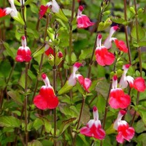 50 Hot Lips Salvia Seeds Flower Seed Perennial Flowers Hummingbird 182 US SELLER - £10.39 GBP