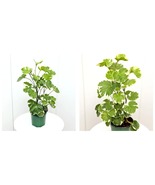 4” pot Aralia Balfouriana Polyscias houseplant, Plant mom gift LIVE HOUS... - £40.11 GBP