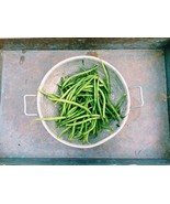 SMX 50 Slenderette Green Bean French Stringless Phaseolus Vulgaris Seeds US - $10.87