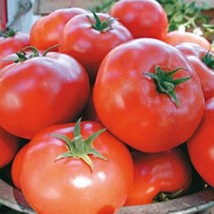 15 Seeds Legend Tomato Seed - £17.60 GBP