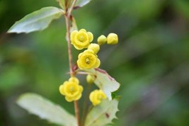 Berberis Insignis Barberry Nepal Barberry 10 Seeds Garden Beautiful USA Seller - £9.22 GBP