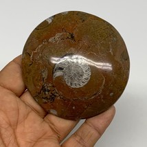 95.2g, 2.8&quot;x2.8&quot;x0.6&quot;, Goniatite (Button) Ammonite Polished Fossils, B30094 - £7.99 GBP