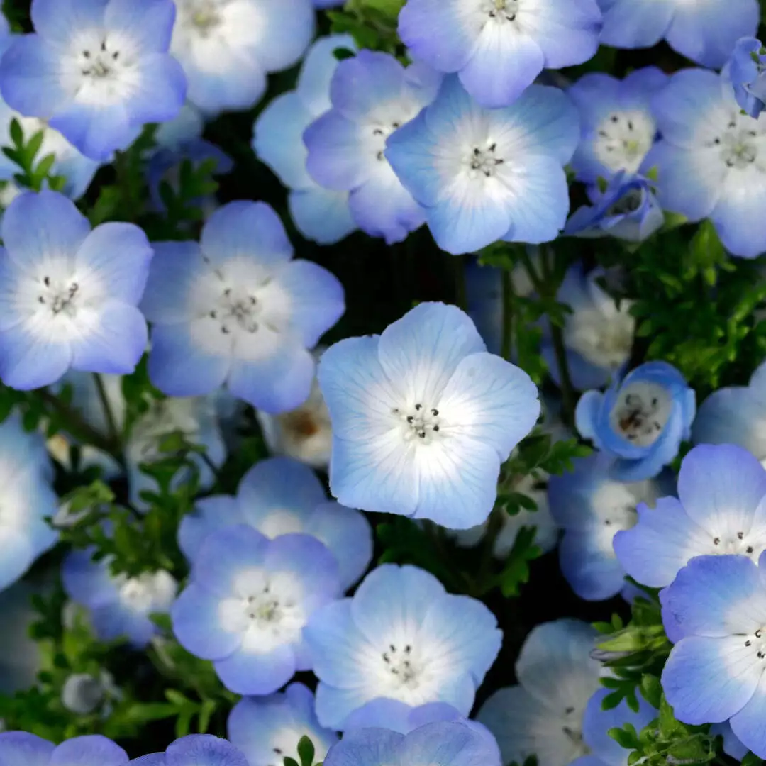 SYST 200 Seeds Baby Blue Eyes Nemophila Non Gmo Flower Seed Catalog Home Garden  Item image 2