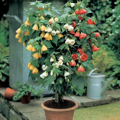 Organic Flower seeds Chinese Lantern Abutilon (Abutilon hybridum) from Ukraine - £11.71 GBP