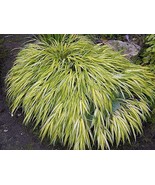 Golden Japanese Forest Grass Hakonechloa aureola 4&quot; Pot Plant - $47.40 CAD