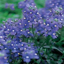 Nemesia Blue Gem 100 Seeds  - $5.99