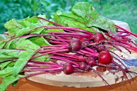 100 Seeds Early Wonder Beet Quick Transform Heirloom Seeds Work - £6.59 GBP