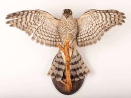 Stuffed Eurasian Sparrowhawk (Accipiter Nisus) Taxidermy wall Mount #8 b... - $350.00