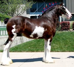 Schleich Horses Clydesdale Mare 6.3 x 1.9 x 4.7 inch - $7.92
