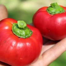 Novogogoshary Rare Sweet Pepper 30 Fresh Seeds USA Seller - £7.89 GBP