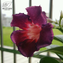 Thai Purple Adenium Desert Rose Bonsai Seeds 2Seeds Single Petal Purple Color Wi - $6.29