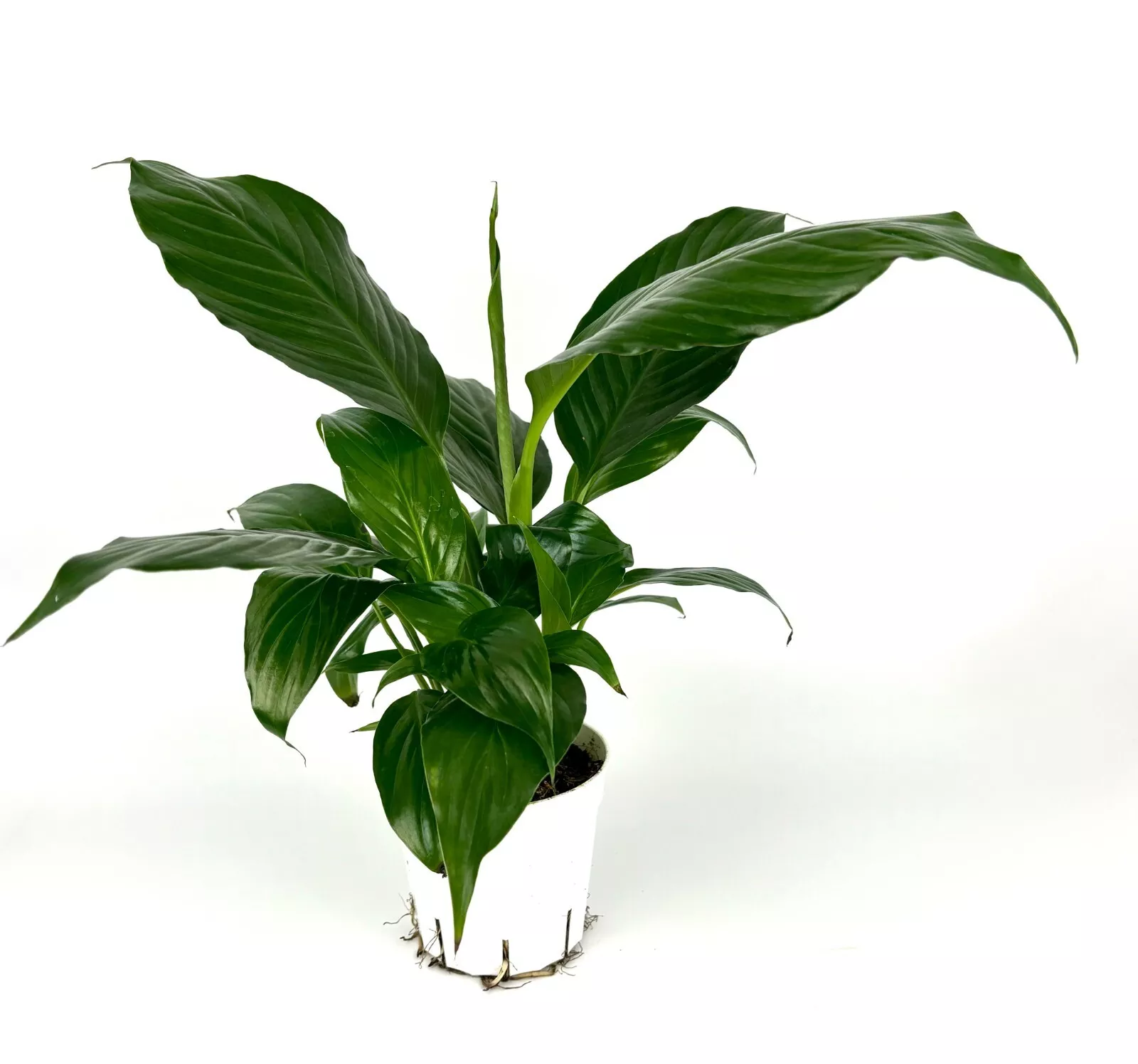 Peace Lily Spathiphyllum Large 12&quot;+ Tall Air Purifying Houseplant 4” Pot... - £28.45 GBP