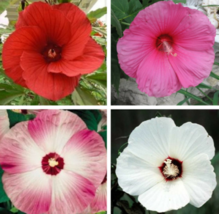 25 Pc Seeds Mixed Luna Hibiscus Flower Plant, Hibiscus Seeds for Planting | RK - £13.38 GBP