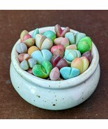 Colorful Living Stones seeds, best gift for him her mom dad teacher  - $9.95