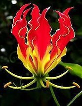 20 Flame Lily Garden Flower Seeds For Spring Summer Gold Red Colorful Fa... - £6.93 GBP