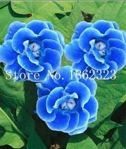 100Seeds Climbing Gloxinia Seed Sinningia Speciosa Flower Seeds Sky Blue Color G - £7.89 GBP