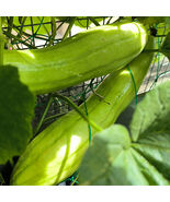 Green veined Oriental Pickling Melon Seeds Crisp Bai Gua Variety Thick F... - $237.95 MXN