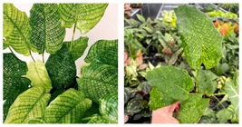 Calathea musaica ( network ) Starter Plant Houseplant - $33.99
