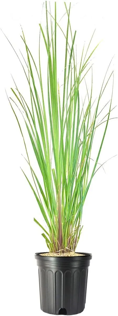 Pampas Grass Large Plants Cortaderia Selloana - £50.03 GBP