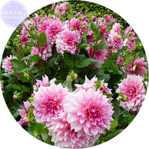 BELLFARM Pink Red Dahlia Flower Seeds, 50 Seeds, Professional Pack, perennial bi - £2.78 GBP