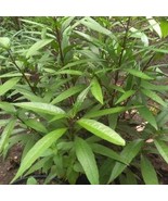 Daun Gandarusa - Justicia Gendarussa Leaf (Dried), 80 Gram - $23.45 CAD