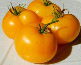 20 Russian Azoychka Tomato Seeds Delicious Freeship Juicy Tasty USA Sell... - $10.50