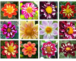 Sale 50 Seeds Mixed Collarette Dahlia Variabilis Two Tone Red Pink Yello... - $9.90