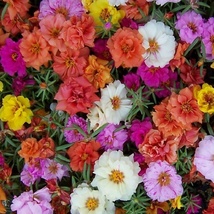 200 Colorful Portulaca Grandiflora Flower Seeds for Garden - $10.00