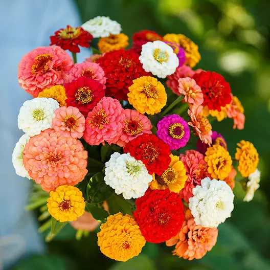 Zinnias CUT AND COME AGAIN Flowers Butterflies Hummingbirds 200 Seeds USA Seller - $10.96