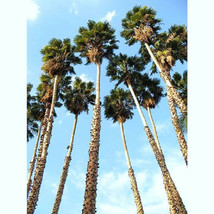 WASHINTONIA ROBUSTA mexican fan palm tree ornamental palms plant seed 100  seeds - £15.17 GBP