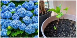 2 Nikko Blue Mophead Hydrangea Bushes - 6-10&quot; Tall Live Plants - 3&quot; Pots... - £60.60 GBP