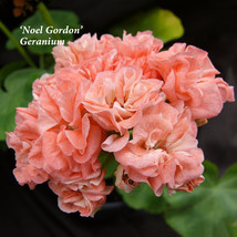 10Pcs Noel Gordon Geranium Seeds Garden Usa Shipping - £7.01 GBP