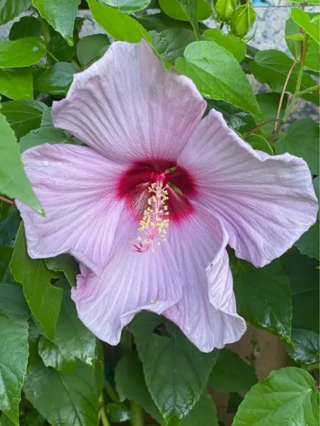 20 Lavender Purple Hibiscus Seeds Perennial Flowers Fresh Garden - £9.39 GBP